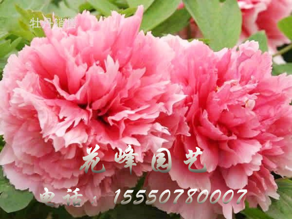 珊瑚臺(tái)