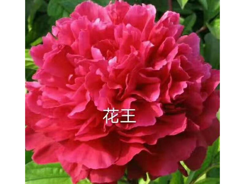 花王