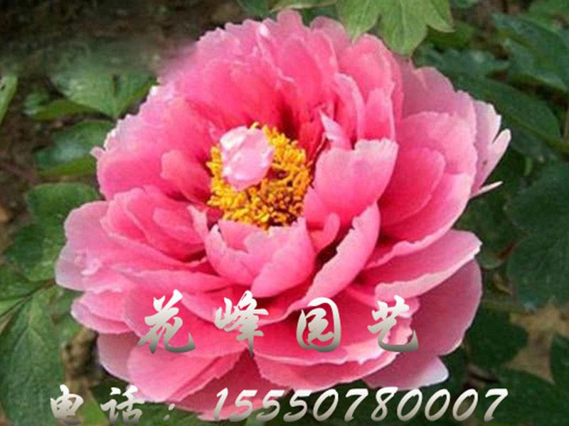 朝陽(yáng)紅